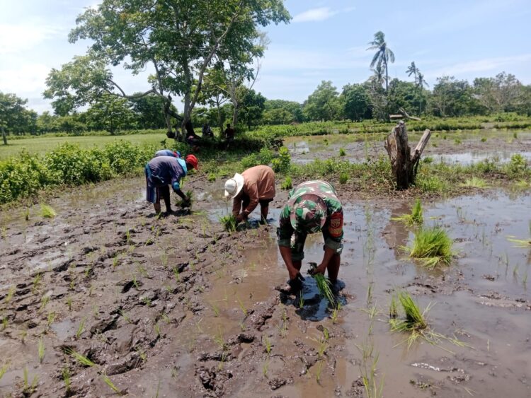 Babinsa Karera Bantu dan Semangati Petani Tanam Padi Di Desa Praimadita