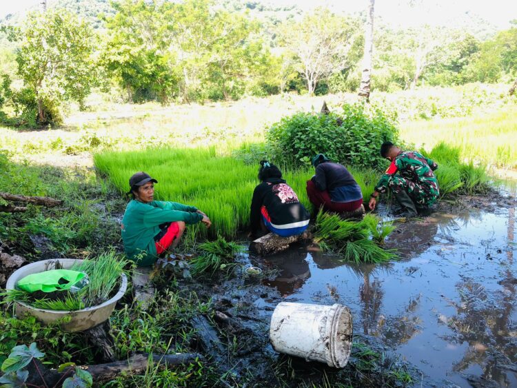 Sukseskan Swasembada Pangan Babinsa Bantu Warga Cabut Bibit Padi Di Desa Praimadita