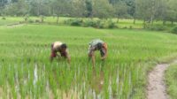 Kendalikan Gulma Babinsa Tabundung Bantu Petani Lakukan Penyiangan Padi Di Desa Prekomba