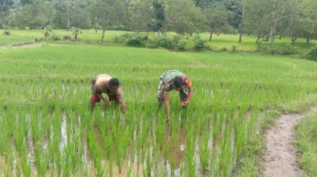 Kendalikan Gulma Babinsa Tabundung Bantu Petani Lakukan Penyiangan Padi Di Desa Prekomba