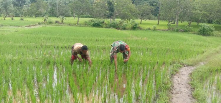 Kendalikan Gulma Babinsa Tabundung Bantu Petani Lakukan Penyiangan Padi Di Desa Prekomba