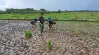 Tingkatkan Ketahanan Pangan, Babinsa Koramil 01/Lewa Bantu Petani Tanam Padi Di Desa Bidipraing