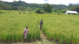 Pantau Perkembangan Padi Babinsa Koramil 04/Tabundung Turun ke Sawah Di Desa Billa