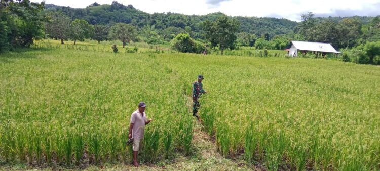 Pantau Perkembangan Padi Babinsa Koramil 04/Tabundung Turun ke Sawah Di Desa Billa