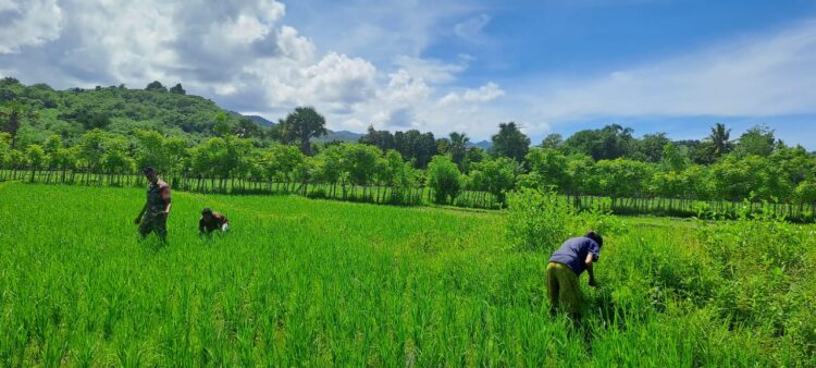 Babinsa Karera Bantu Petani Bersihkan Gulma Tanaman Padi Di Desa Kakaha Babinsa Karera Bantu Petani Bersihkan Gulma Tanaman Padi Di Desa Kakaha