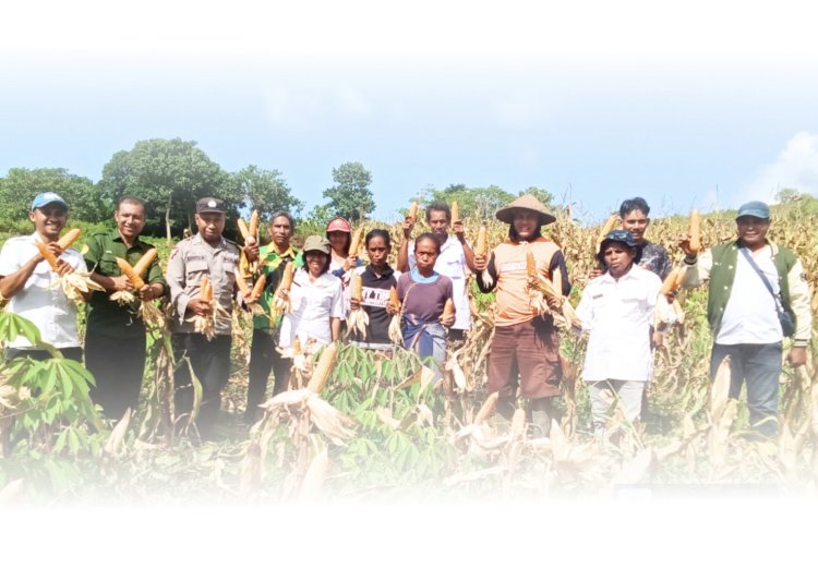 Bhabinkamtibmas bersama Warga Panen Raya Jagung di Lamboya, Wujud Kemandirian Pangan