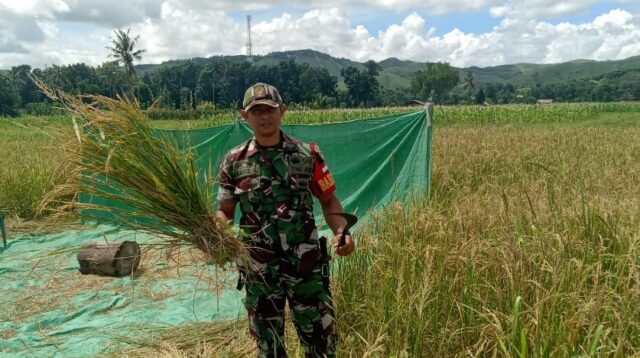 Wujud Nyata Dukung Ketahanan Pangan, Babinsa Waingapu Bantu Petani Panen Padi Di Kelurahan Malumbi