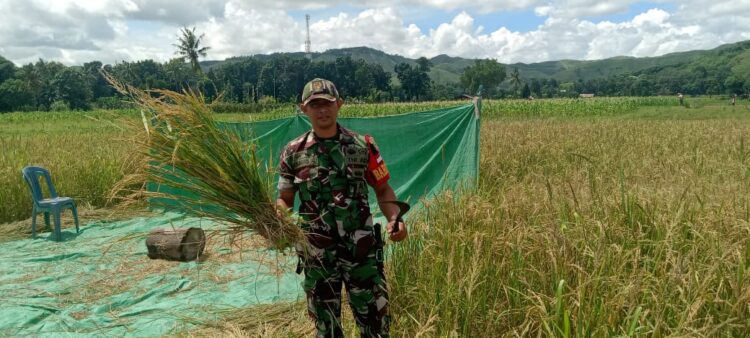Wujud Nyata Dukung Ketahanan Pangan, Babinsa Waingapu Bantu Petani Panen Padi Di Kelurahan Malumbi