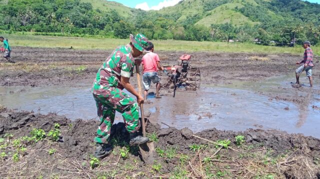 Babinsa Tabundung Bantu Petani Membuat Pematang Sawah Di Desa Karita