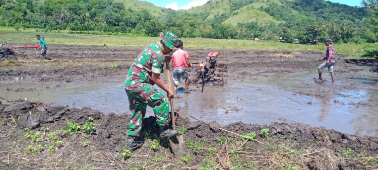 Babinsa Tabundung Bantu Petani Membuat Pematang Sawah Di Desa Karita