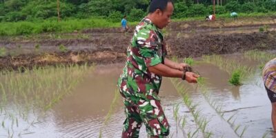 Sukseskan Program Swasembada Pangan Nasional Babinsa Lewa Bantu Petani Tanam Padi