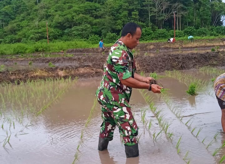 Sukseskan Program Swasembada Pangan Nasional Babinsa Lewa Bantu Petani Tanam Padi