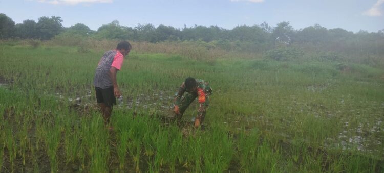 Babinsa Rindi Umalulu Pantau pertumbuhan Tanaman Padi Di Desa Hanggaroru