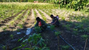 Babinsa Waingapu Komsos Dan Bantu Petani Siram Tanaman Cabe Di Kelurahan Kawangu