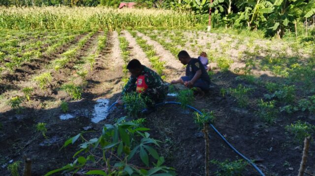 Babinsa Waingapu Komsos Dan Bantu Petani Siram Tanaman Cabe Di Kelurahan Kawangu