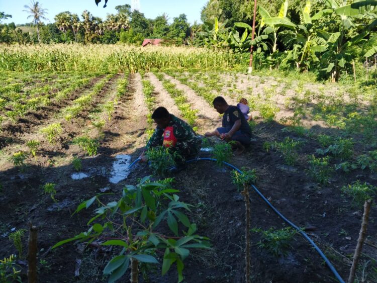 Babinsa Waingapu Komsos Dan Bantu Petani Siram Tanaman Cabe Di Kelurahan Kawangu