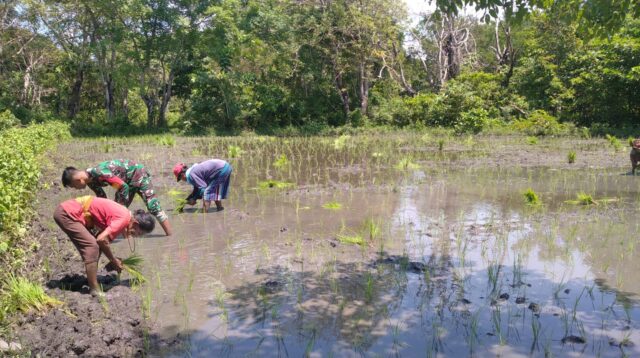 Percepat Proses Tanam, Babinsa Karera Tidak Kenal Libur Terus Dampingi Petani