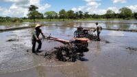 Gunakan Mesin Traktor, Babinsa Koramil 01/Lewa Dampingi Petani Bajak Sawah