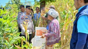 Panen Jagung 13 Ton, Kelompok Tani Nitne’o Bikolan Dukung Swasembada Pangan