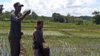 Babinsa Lewa Membantu Petani Dalam Pemupukan Padi Di Desa Persiapan Latanyir