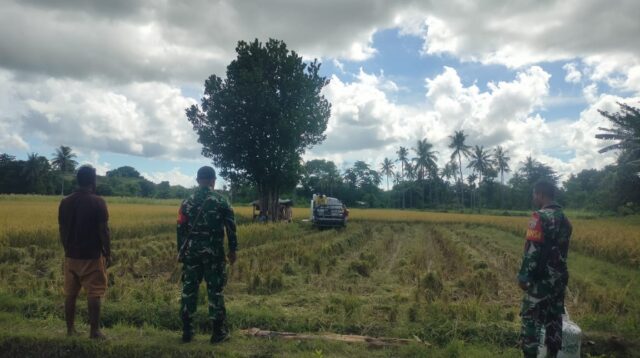 Babinsa Waingapu Laksanakan Pendampingan Kepada Petani Saat Panen Padi Mengunakan Mesin