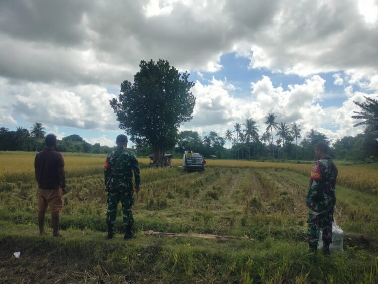 Babinsa Waingapu Laksanakan Pendampingan Kepada Petani Saat Panen Padi Mengunakan Mesin