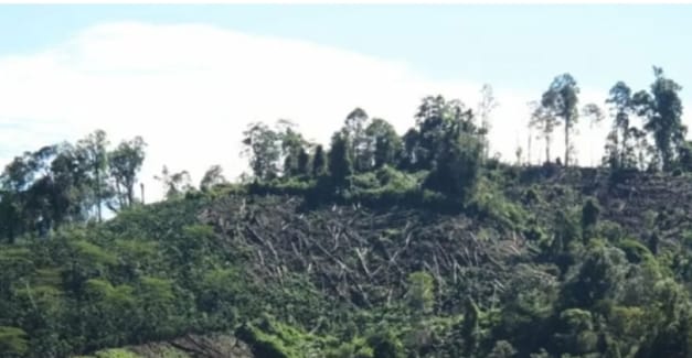 Kejati Sumsel Diminta Usut Kepemilikan Tanah Ribuan Hektar di Pangkalan Tarum