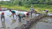 Babinsa Tabundung Bantu Petani Tanam Padi Di Desa Persiapan Taralodu