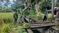 Babinsa Waingapu Lakukan Pendampingan Terhadap Petani Panen Padi Di Kelurahan Lambanapu