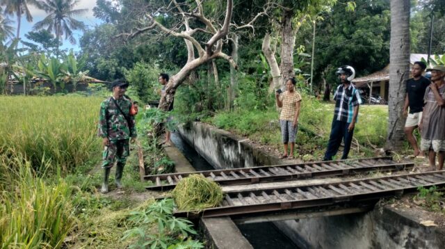 Babinsa Waingapu Lakukan Pendampingan Terhadap Petani Panen Padi Di Kelurahan Lambanapu