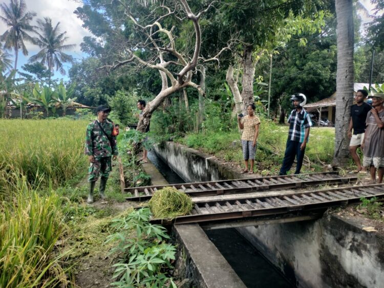 Babinsa Waingapu Lakukan Pendampingan Terhadap Petani Panen Padi Di Kelurahan Lambanapu