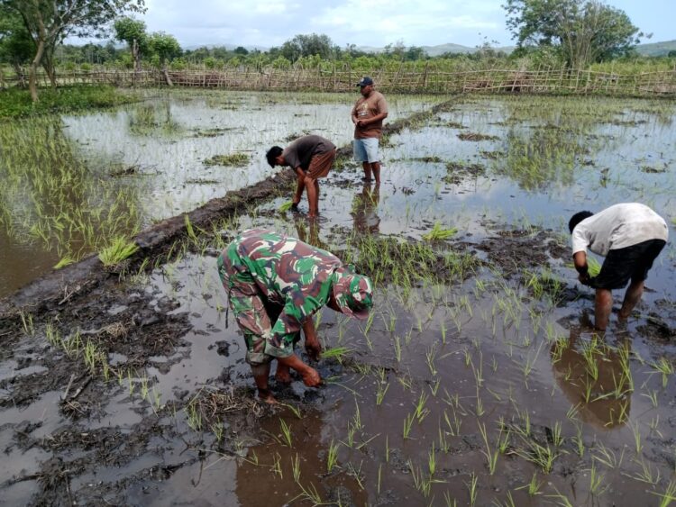 Sukseskan Program Swasembada Pangan Nasional Babinsa Karera Bantu Petani Tanam Padi