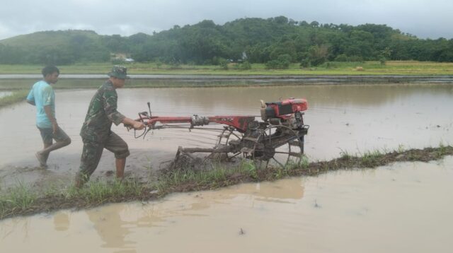 Babinsa Lewa Bantu Petani Bajak Sawah untuk Dukung Ketahanan Pangan