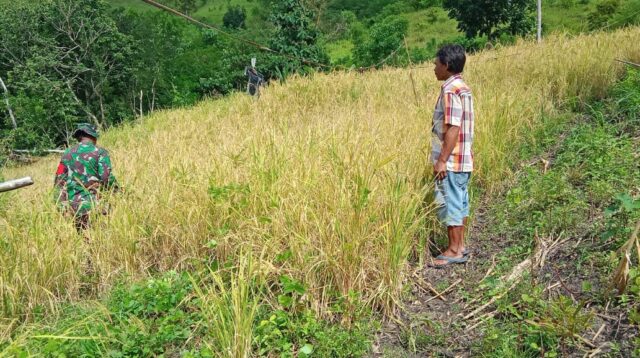 Panen Padi Bersama Warga, Sertu Ejiman Dukung Kesejahteraan Petani di Desa Taralodu