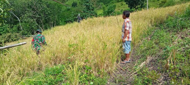 Panen Padi Bersama Warga, Sertu Ejiman Dukung Kesejahteraan Petani di Desa Taralodu