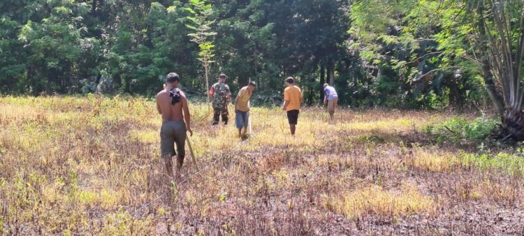 Babinsa Karera Bantu Petani Tanam Jagung Di Desa Kakaha