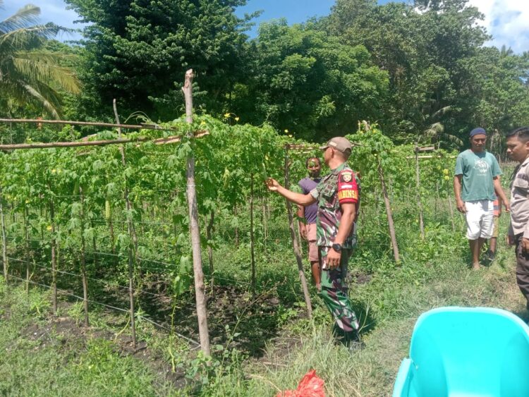 Sinergitas Babinsa koramil 05/Waingapu Dan Babinkamtibmas Monitoring Kegiatan Hanpangan di Kel. Malumbi Sinergitas Babinsa koramil 05/Waingapu Dan Babinkamtibmas Monitoring Kegiatan Hanpangan di Kel. Malumbi