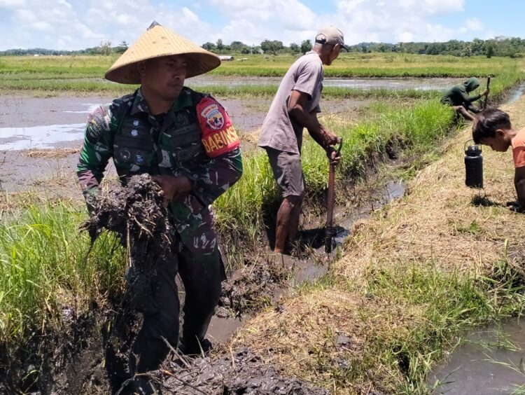 Bantu Petani Optimalkan Sistem Irigasi, Babinsa Lewa Bersama Warga Gotong Royong Perbaiki Saluran Irigasi