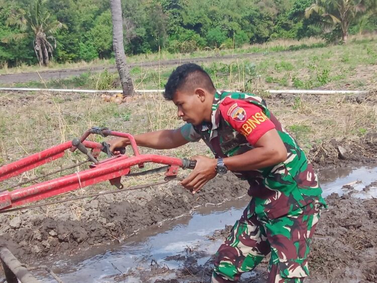Babinsa Koramil 03/Pahunga Lodu Dampingi Petani Bajak Sawah Gunakan Traktor