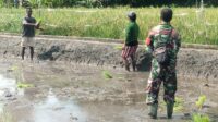 Babinsa Koramil 05/Waingapu Dampingi Petani Tanam Padi, Wujud Nyata Ketahanan Pangan