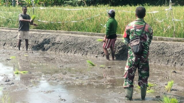 Babinsa Koramil 05/Waingapu Dampingi Petani Tanam Padi, Wujud Nyata Ketahanan Pangan