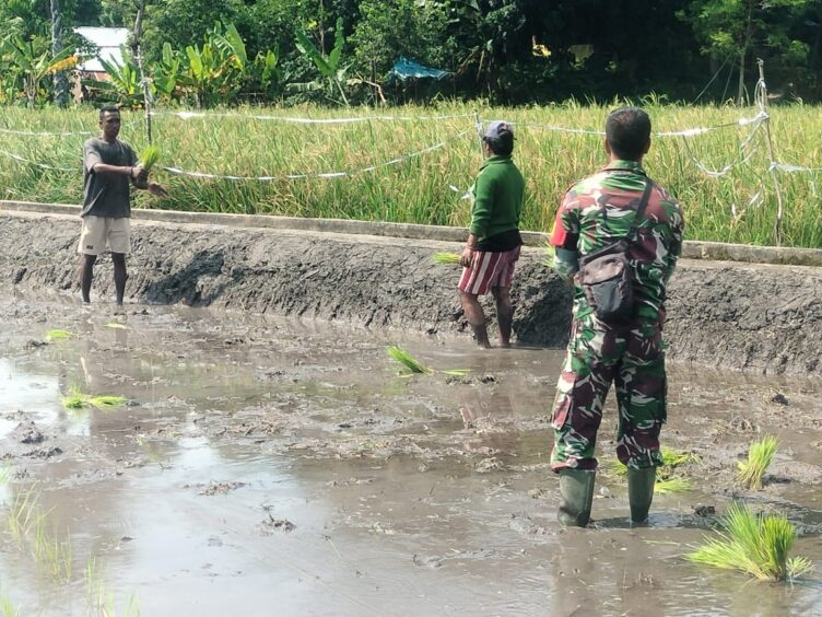 Babinsa Koramil 05/Waingapu Dampingi Petani Tanam Padi, Wujud Nyata Ketahanan Pangan Babinsa Koramil 05/Waingapu Dampingi Petani Tanam Padi, Wujud Nyata Ketahanan Pangan