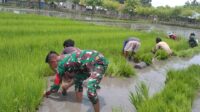 Persiapan Masa Tanam, Babinsa Karera Bantu Petani Cabut Bibit Padi