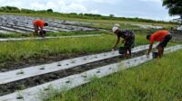 Babinsa Koramil 02/Rindi Umalulu Bantu Petani Pupuk Tanaman Semangka