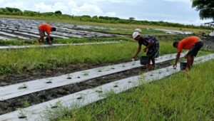 Babinsa Koramil 02/Rindi Umalulu Bantu Petani Pupuk Tanaman Semangka