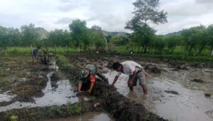 Babinsa Karera Membantu Petani Membuat Pematang Sawah Di Desa Nggongi