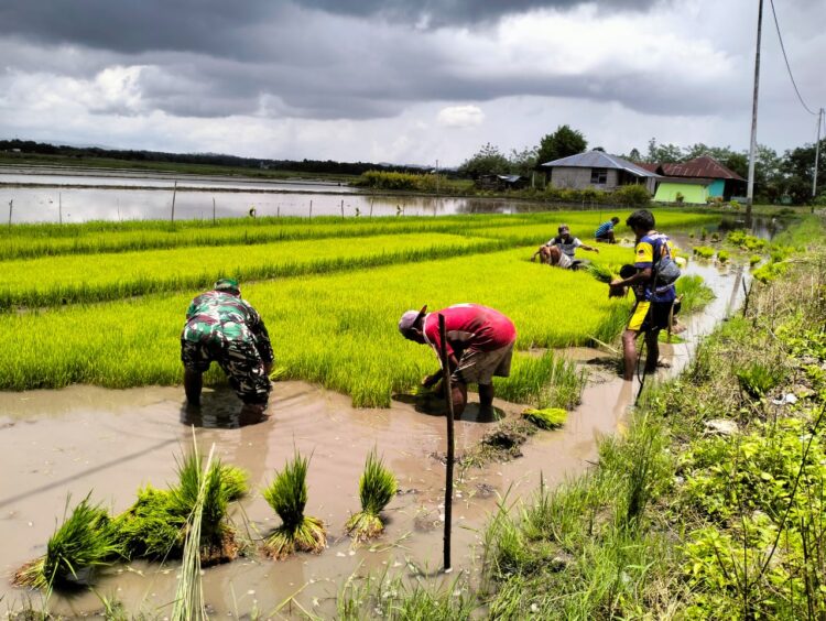 Persiapan Masa Tanam, Babinsa Koramil 01/Lewa Bantu Petani Cabut Bibit Padi Persiapan Masa Tanam, Babinsa Koramil 01/Lewa Bantu Petani Cabut Bibit Padi