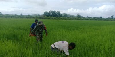 Babinsa Koramil 06/Karera Bantu Petani Bersihkan Rumput Dan Gulma Di Sawah