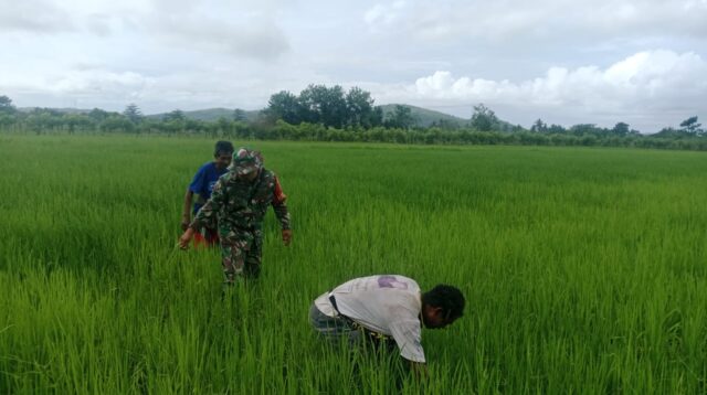 Babinsa Koramil 06/Karera Bantu Petani Bersihkan Rumput Dan Gulma Di Sawah