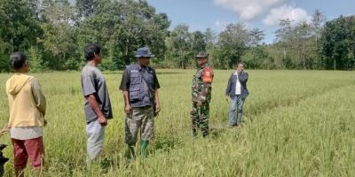Babinsa Kota Waingapu Bersama PPL Dan BP3K laksanakan Pengecekan Tanaman Padi